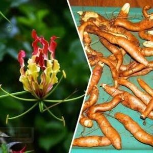 import placeholder for 5474